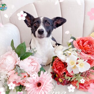 MIX犬の女の子　３歳