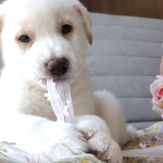 保健所からレスキューした子犬♂つばき