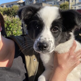 里親募集！ベニーちゃん