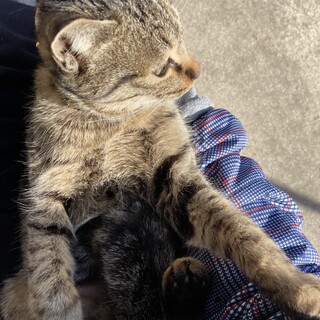 キジトラメス　生後6か月くらい