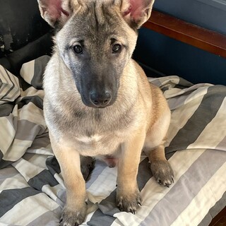 かっこいいお顔の「ベル」くん