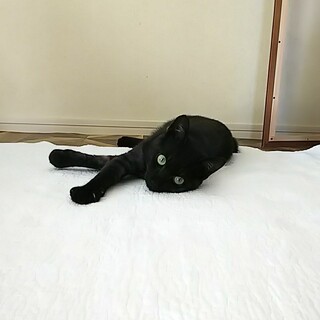 シャイなゴロッゴロ甘えん坊♡マール君