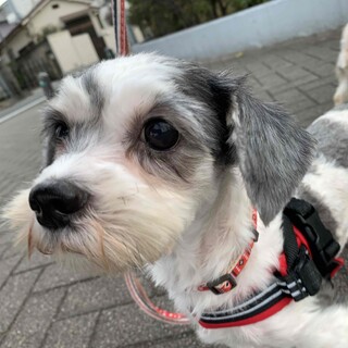 「うし」女の子