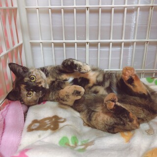 【動画】甘えん坊なサビ猫☆ナデナデ大好き