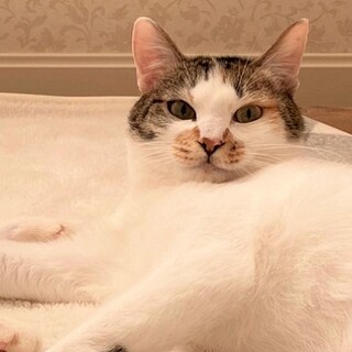 【動画】交通事故で圧迫排尿☆甘えん坊の三毛猫