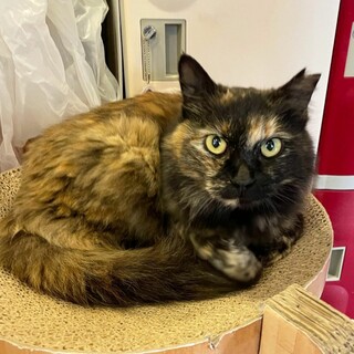 ふさふさサビ猫のBeeちゃん♀️