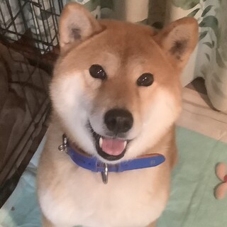 遊ぶの大好きハルちゃん