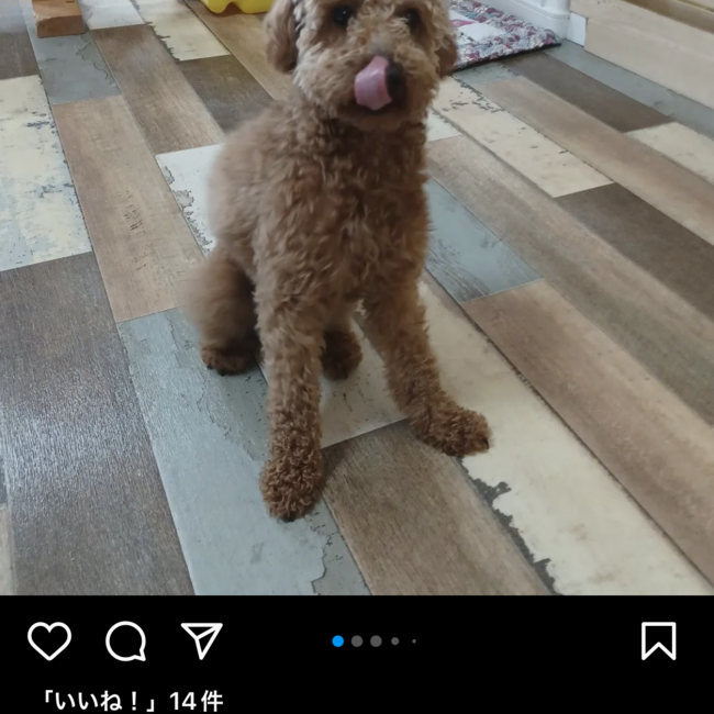 にの　トイプードルのカバー写真