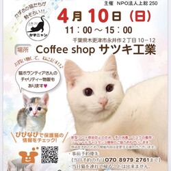 かずニャン保護猫の譲渡会 サムネイル1
