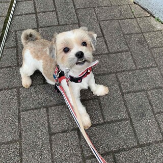 「かえる」女の子