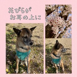 「Edワンコ、お花見に」サムネイル2
