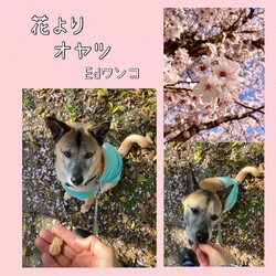 「Edワンコ、お花見に」サムネイル3