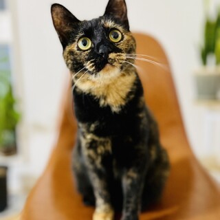 人馴れ抜群❣️サビーヌ