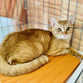 甘えん坊になりました^_^綺麗な茶トラの女の子