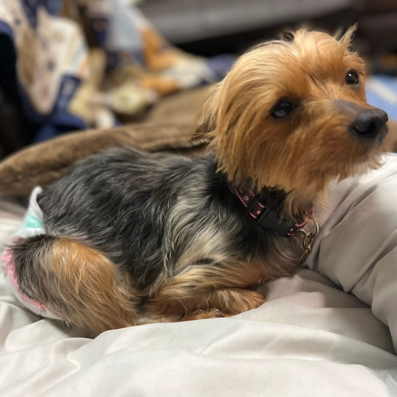 胴長系ヨーキー のりまき 神奈川県 犬の里親募集 ペットのおうち 月間利用者150万人