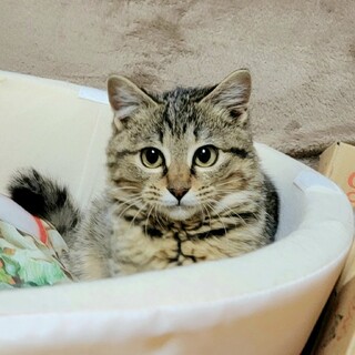 ふわふわ中毛♡人が大好きゴロスリ猫ちゃん