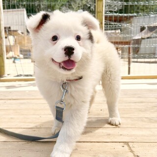 ふわもこ控えめ♡あさりちゃん