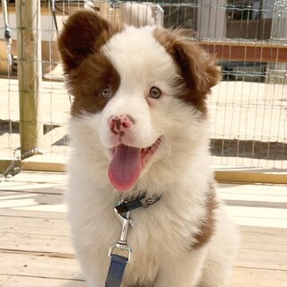 ふわもこでっかい☆ほたてくん