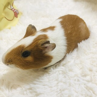 イングリッシュモルモット　オス　２匹