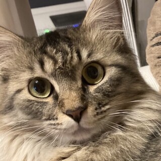 長毛ゴージャスキジトラ女の子みくる