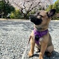 まこ♂３か月 成犬時20kg予想