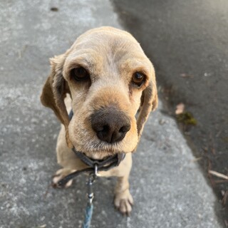 コッカー　レックスくん　里親募集