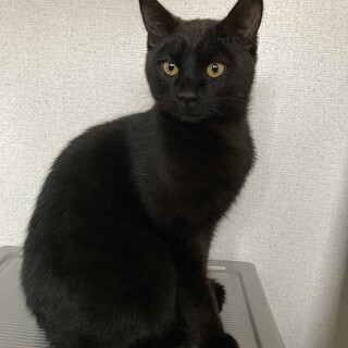 人懐こい1歳未満の黒猫くん