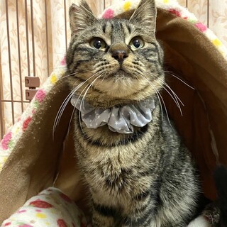 おとなしい甘えん坊のキジトラ