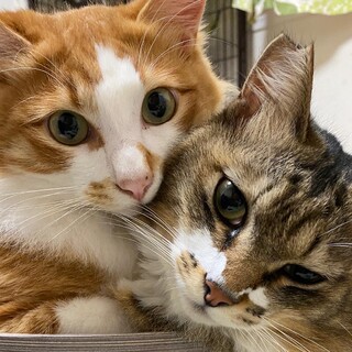 もじもじ系茶白男子 ★ あの