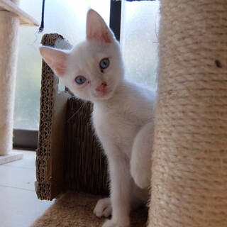 人懐こいシャムミックス