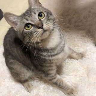 たれ目・アッシュグレー男の子☆にゃっ太