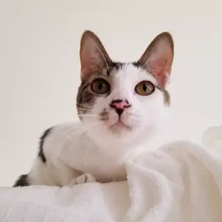 みつばの里親さん募集