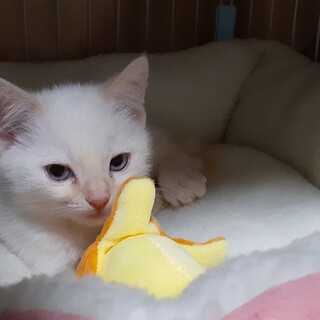 可愛い白茶♂️