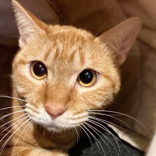 茶トラ男子！【ペーター】くん