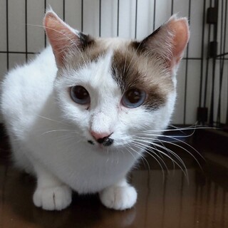 【ブルー】シャムMixの撫でられる美人さん