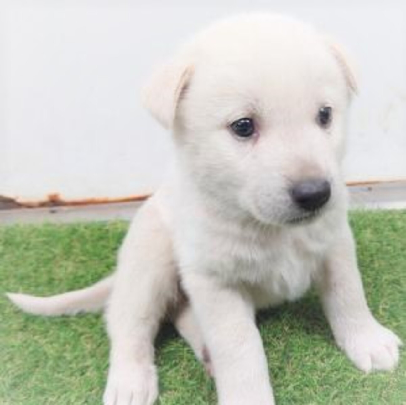 4 3 4 可愛い子犬 山口県 犬の里親募集 ペットのおうち 月間利用者150万人