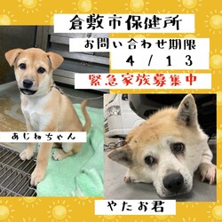 「2022年4月5日の倉敷→全頭譲渡決定！」サムネイル2