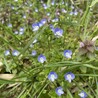 じぇいかんさんの好きな花(^^)でも…小熊をカムイに返すって大切に育てて食べるんだよね(･_･;