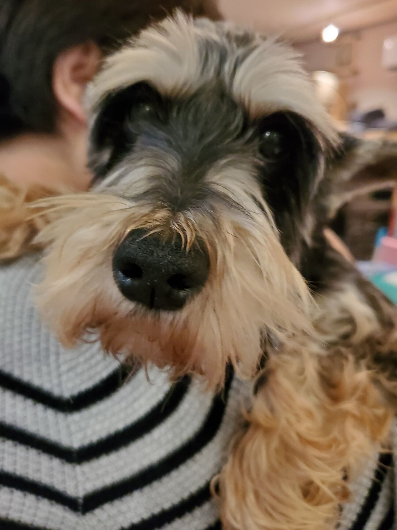 ミニチュアシュナウザー 兵庫県 犬の里親募集 ペットのおうち 月間利用者150万人