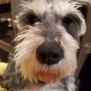 ミニチュアシュナウザー♬リーヌ♬里親絶賛募集中！