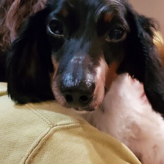 ミニチュアダックス♬パイ助♪里親絶賛募集中！