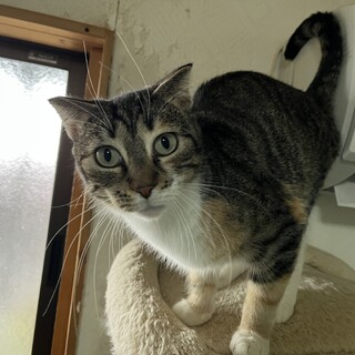 3歳のスコティッシュ女の子です。