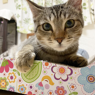 ザ・カギしっぽ ★ 美人キジトラ　ふみちゃん