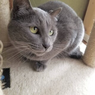 グレーが綺麗です ★ ブリ蔵