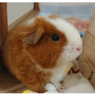 ♀モルモット