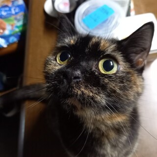 甘えん坊さん☆シュシュちゃん