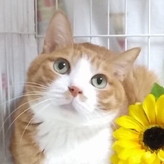 控えめ男子『きなこ』♂