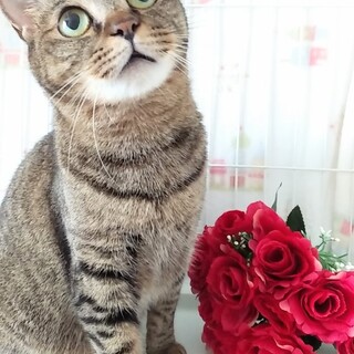 トライアル予定！『さつき』♀