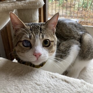 優しいイケにゃん　キジ白サイくん♂