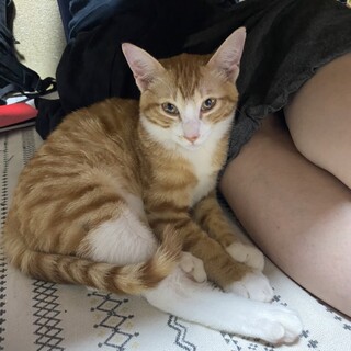 茶トラのトラくん